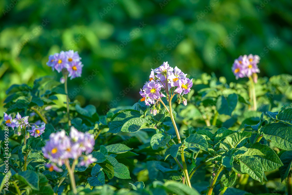 Flowering Potatoes in the Field4 Flowering Potatoes in the Field4