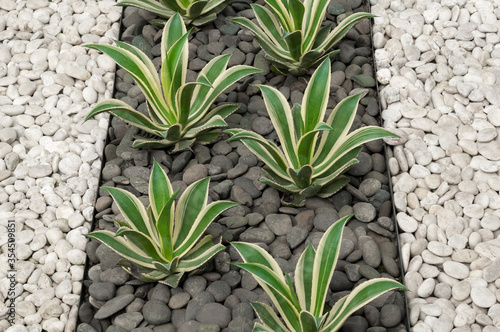 Textured backgrounds of stones and pebble with green agave plants design on the ground for decoration in the garden. Black and white stones on the floor.