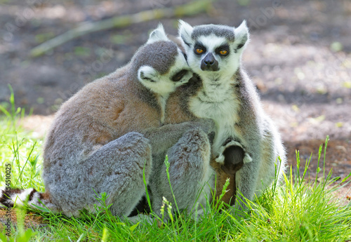 Ring-tailed lemur with a baby