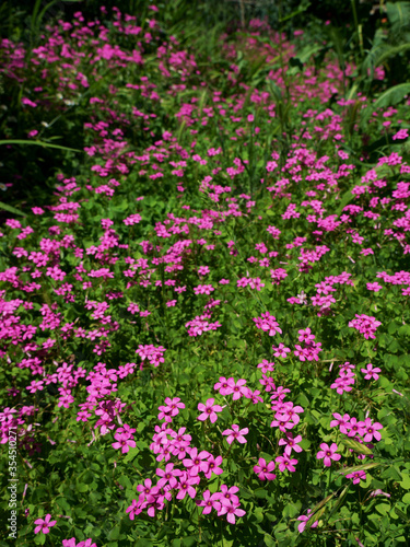 夏の野に群れて咲く可愛いイモカタバミの花