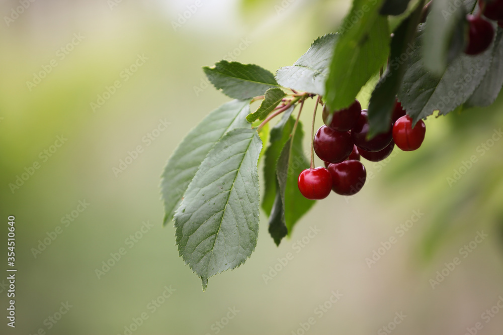 Fototapeta premium red, ripe cherries on the branches