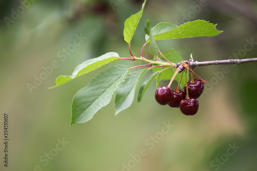 red, ripe cherries on the branches