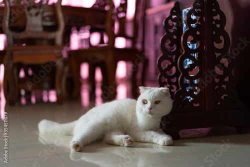 Fototapeta Naklejka Na Ścianę i Meble -  A cute pure white British short pet cat, British shorthair cat