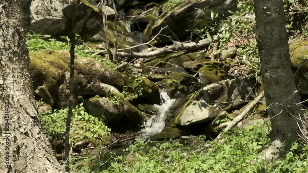 Small narrow stream cascades down moss covered rocks in forest on sunny day, static close up Small narrow stream cascades down moss covered rocks in forest on sunny day, static close up