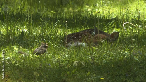 Chipmunk watches baby deer as it lays in the grass. The chipmunk freezes and then runs away into the forest. photo