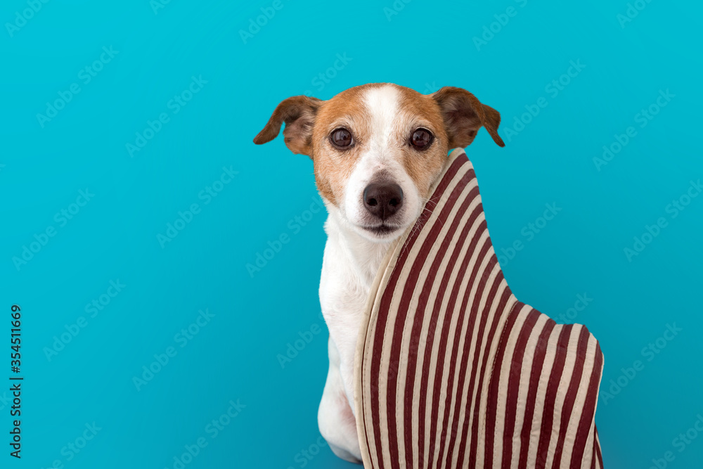 Adorable Jack Russel Terrier with striped hat looking at camera isolated on blue background on sunny day