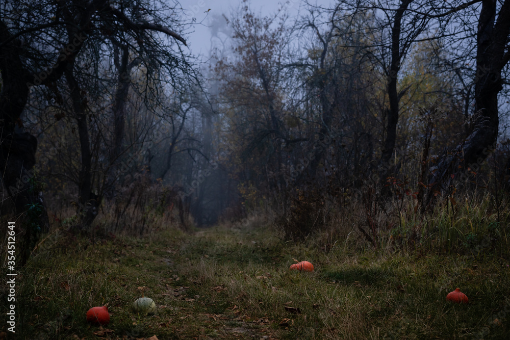 Autumn landscape in the forest with fog and dark fruit trees without leaves. Autumn landscape in the forest with fog and dark fruit trees without leaves.