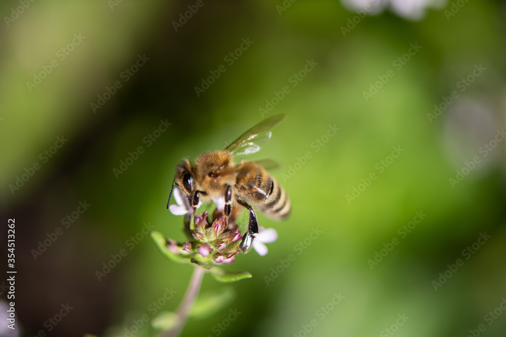 fleißige Biene auf Thymian Blüten, sammeln von Nektar und Blütenpollen, Makroaufnahme. fleißige Biene auf Thymian Blüten, sammeln von Nektar und Blütenpollen, Makroaufnahme.
