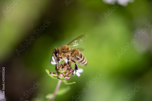 fleißige Biene auf Thymian Blüten, sammeln von Nektar und Blütenpollen, Makroaufnahme.