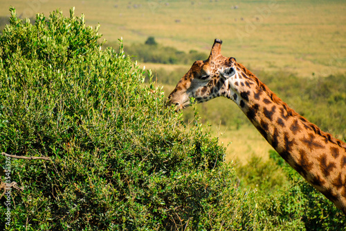 Photography giraffe in the wild