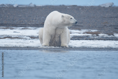 Alaska white polar bear from Arctic