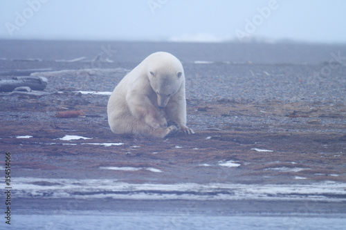 Alaska white polar bear from Arctic