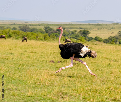 Ostrich on the run