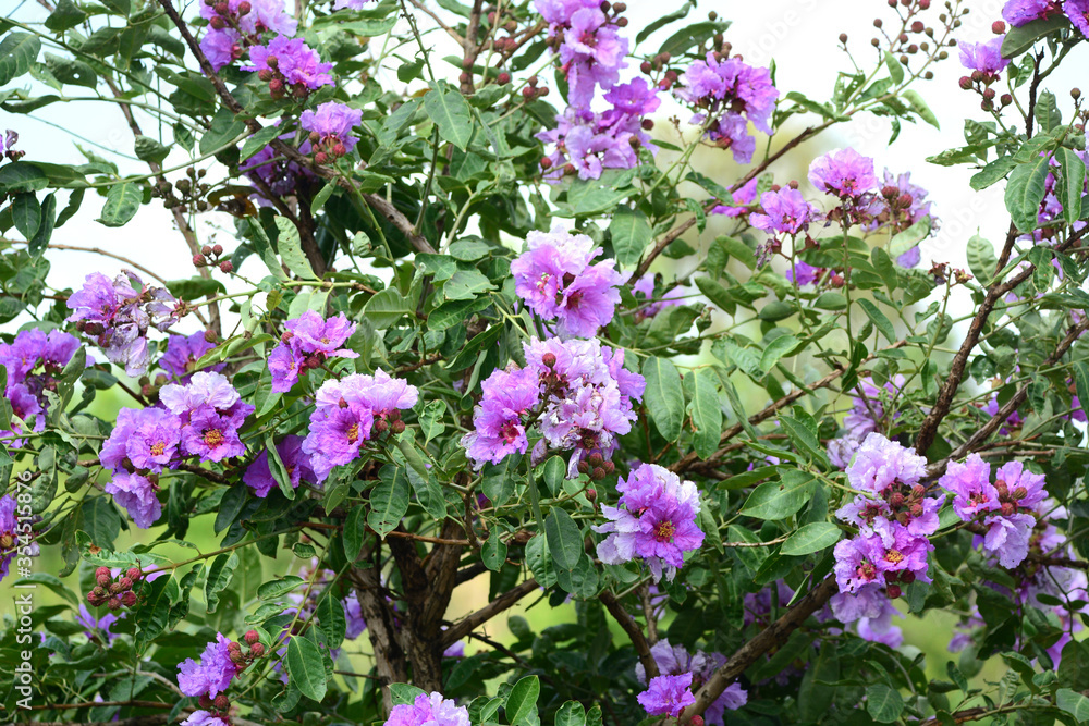 Fototapeta premium purple flower