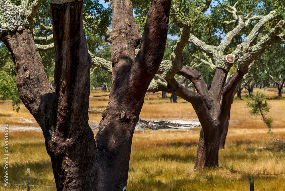 Obraz premium cork oak stripped of their bark in Alentejo