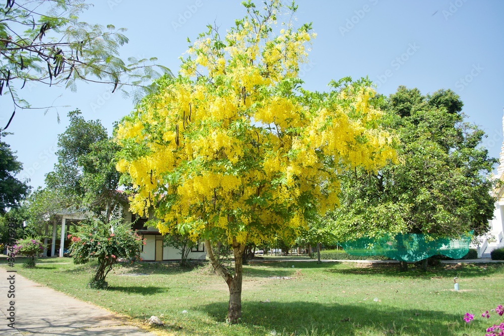 Cassia fistula yellower flower