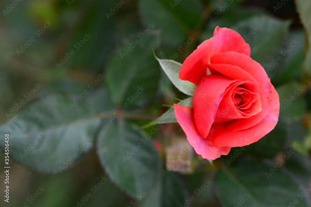 red rose flower red rose flower