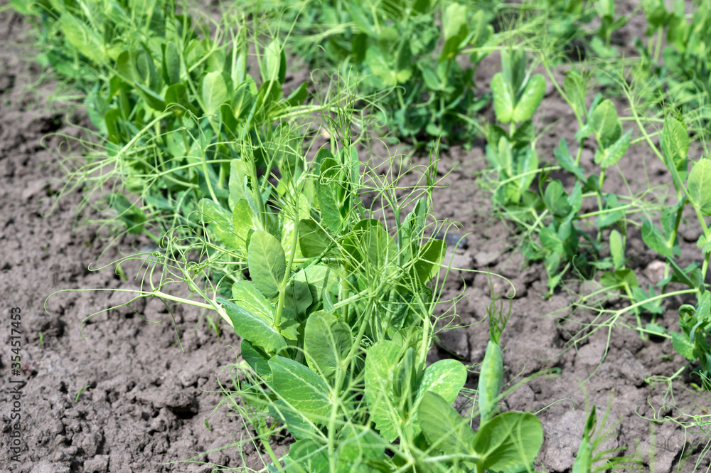 Green shoots of young peas grow in a row on the ground in the garden. Agriculture. Gardening. Green shoots of young peas grow in a row on the ground in the garden. Agriculture. Gardening.
