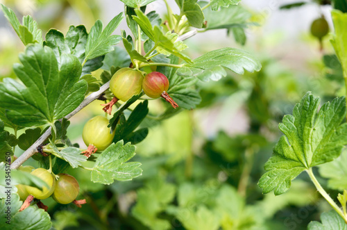 Gooseberry berries on the branches, selective focus. Gardening.