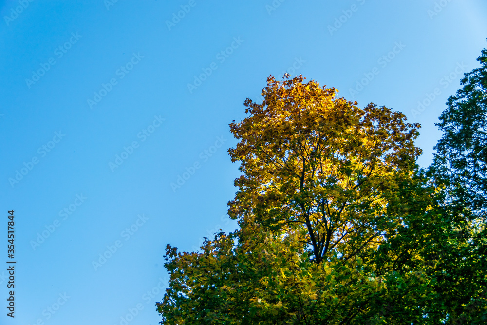 Trees in the colors of autumn with blue sky in the background
