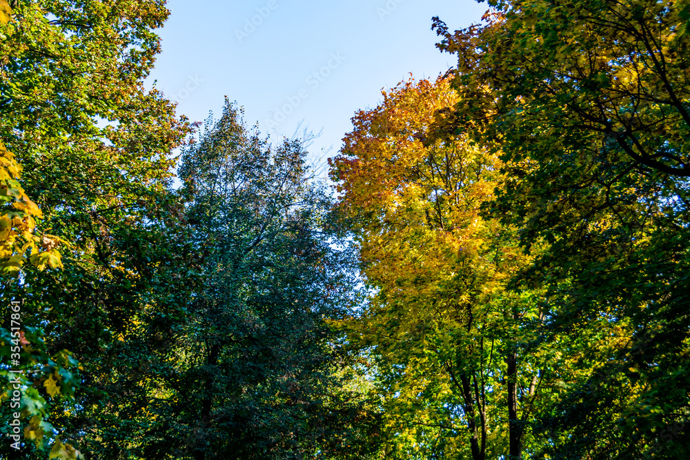 Trees in the colors of autumn with blue sky in the background
