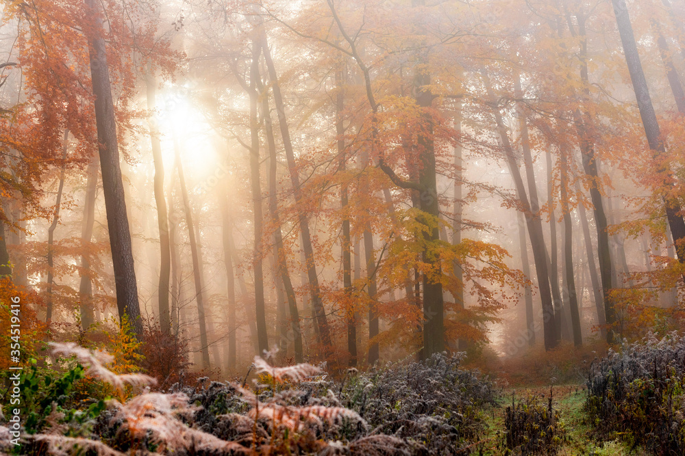 misty morning in the forest in fall season