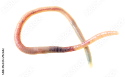 Earthworm on a white background.