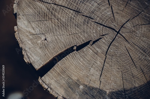 High angle closeup shot of a cracked tree stump
