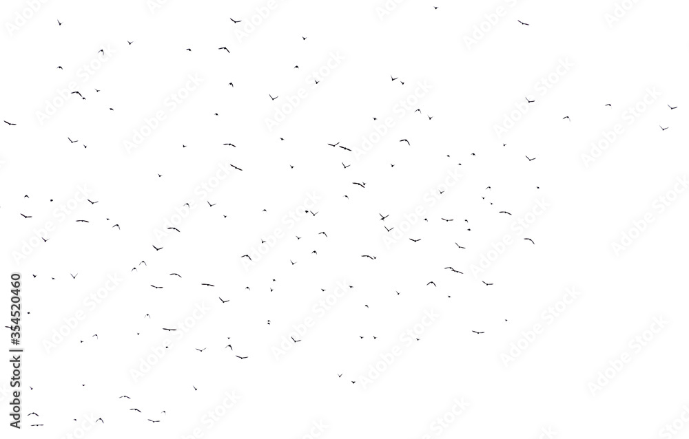 Flock of birds isolated on white background Flock of birds isolated on white background