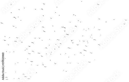 Flock of birds isolated on white background © schankz