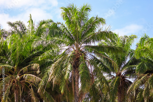 Wallpaper Mural Large green branches on coconut trees against the sky Torontodigital.ca