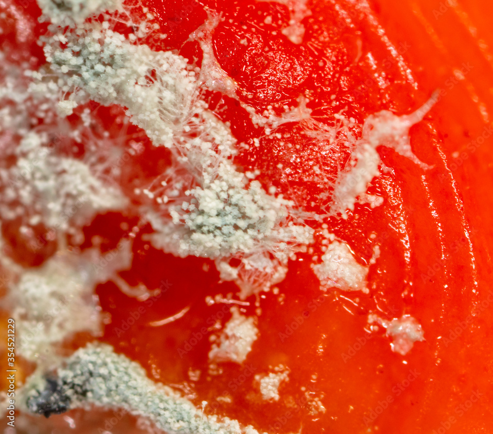 Mold on a tomato as an abstract background. - obrazy, fototapety, plakaty 