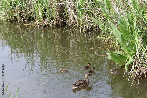 Wild duck with ducklings swim on the lake in spring. 
She teaches children the wisdom of duck life