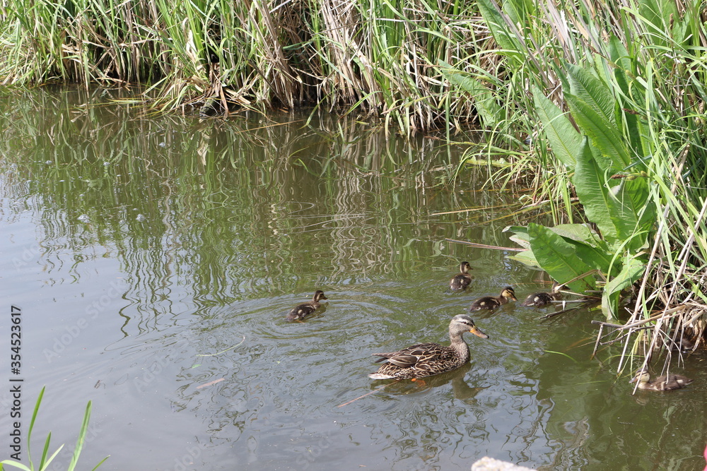 Wild duck with ducklings swim on the lake in spring
Wild duck with ducklings swim on the lake in spring