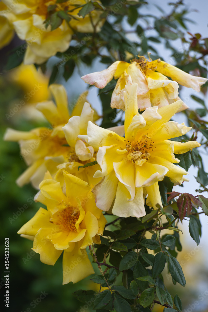 Beautiful bush of yellow roses in a spring garden. Rose garden. Fading roses in the garden, extension of flowering.