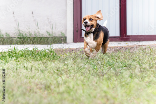 happy funny beagle dog runs in the garden on nature