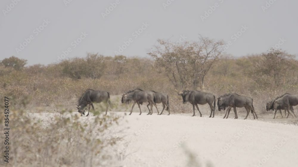 Gnu Familie quert Schotterstraße in Namibia Gnu Familie quert Schotterstraße in Namibia