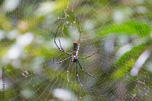 Spider web with green background Bali Indonesia Wildlife