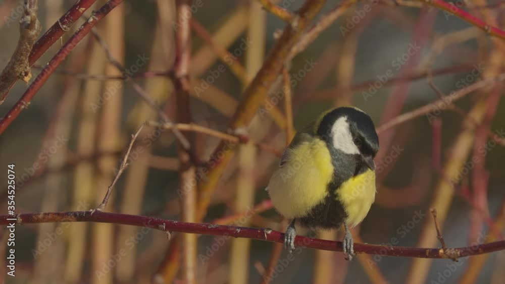 bird great tit fly in on branch turn fly away bird great tit fly in on branch turn fly away
