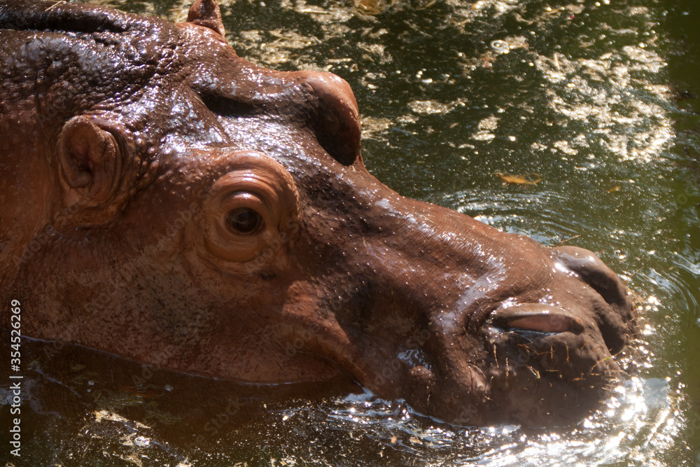 hippopotamus