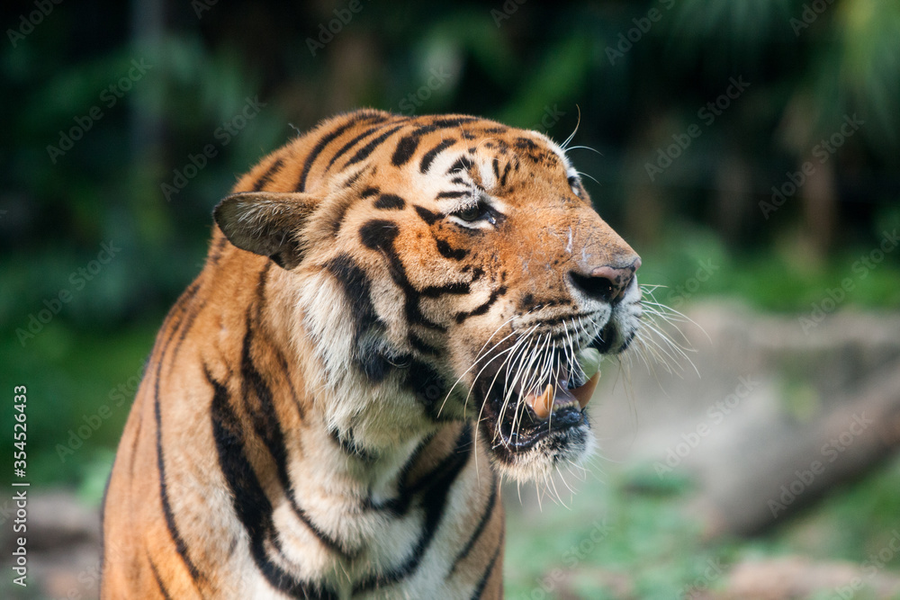 Fototapeta premium tiger,