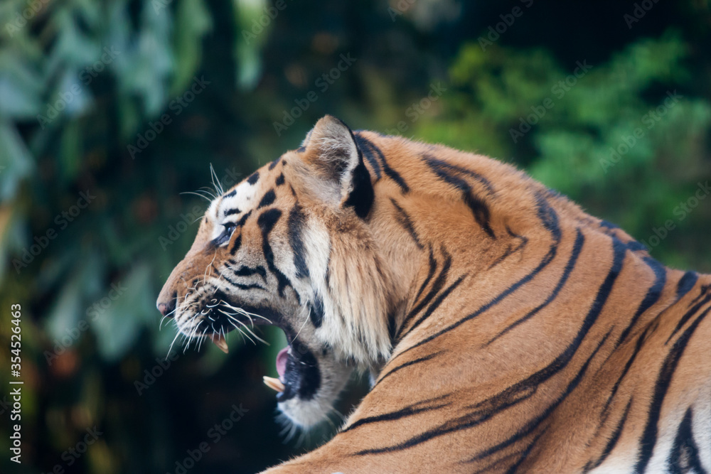 Fototapeta premium tiger,