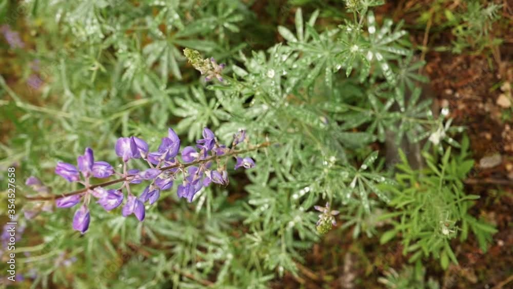 Slow motion wide shot of flower with rain droplets on leafs Slow motion wide shot of flower with rain droplets on leafs