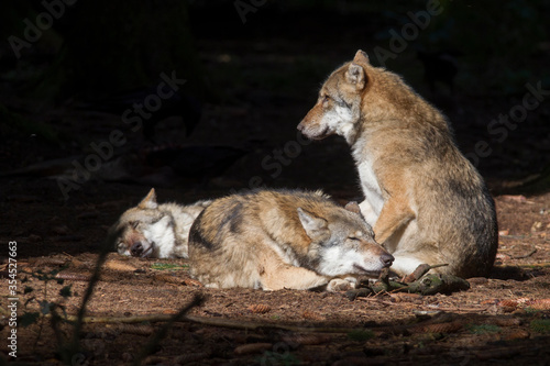 Wolves rest in the sunbeam in the forest
