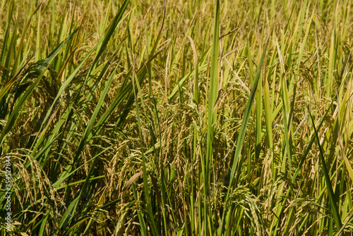 Gros plan d'une rizière dans la vallée de la Sambirano - Madagascar.