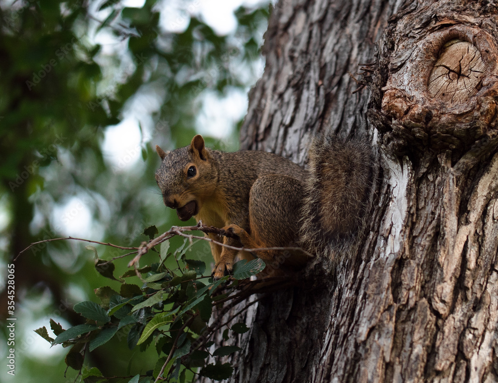 Squirrel with a nut in its mouth on a tree Squirrel with a nut in its mouth on a tree