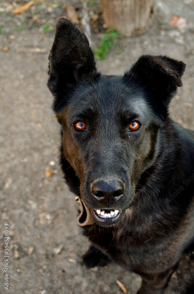 Portrait of a black yard dog