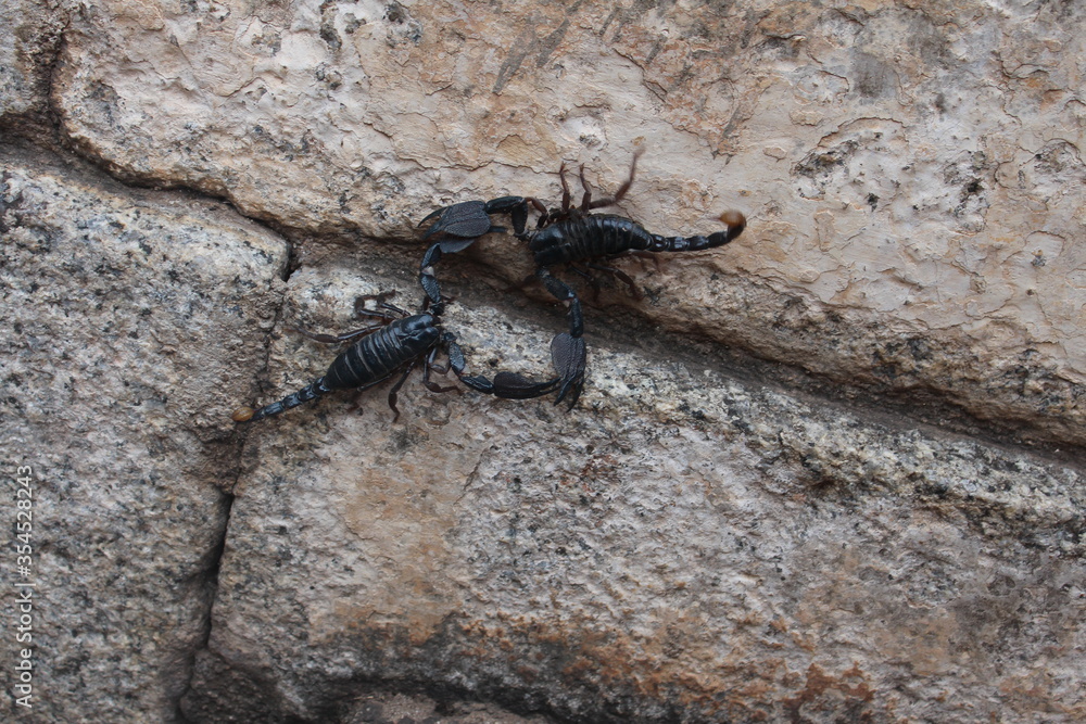 scorpion, animal, insect, black, arachnid, poisonous, sting, scorpion, animal, insect, black, arachnid, poisonous, sting,