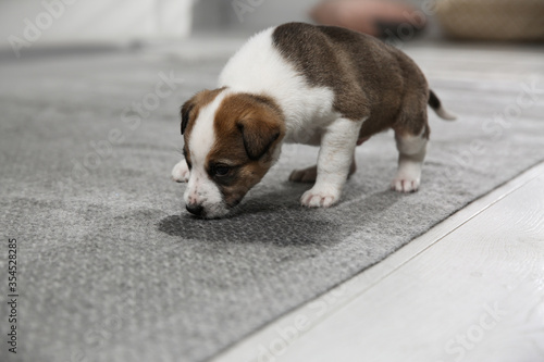 Fototapeta Naklejka Na Ścianę i Meble -  Adorable puppy near wet spot on carpet indoors