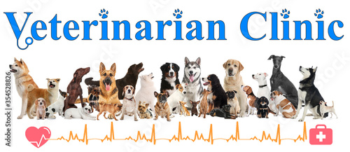 Collage with different dogs and text Veterinarian Clinic on white background. Banner design © New Africa